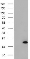 CD45 Antibody
