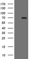 CD45 Antibody