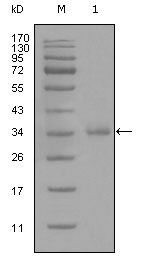 CD45 Antibody