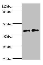 CD46 Antibody
