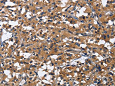 CD46 Antibody