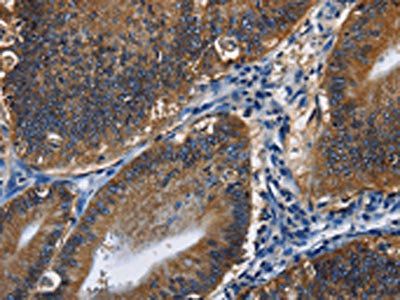 CD46 Antibody
