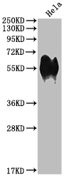 CD46 antibody
