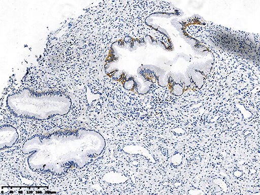 CD47 Antibody
