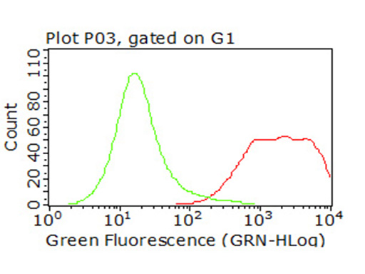 CD47 Antibody