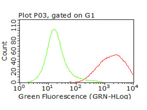 CD47 Antibody