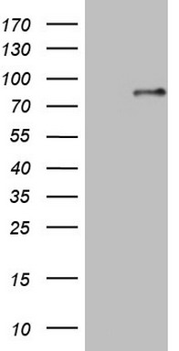 CD47 Antibody