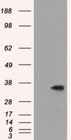 CD47 Antibody