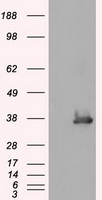 CD47 Antibody