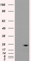 CD47 Antibody