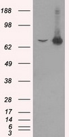CD47 Antibody