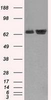 CD47 Antibody