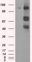 CD47 Antibody