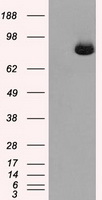CD47 Antibody