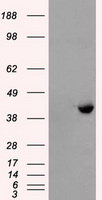 CD47 Antibody