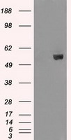 CD47 Antibody