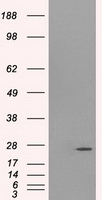CD47 Antibody