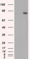 CD47 Antibody