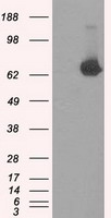CD47 Antibody