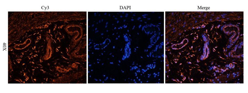 CD47 antibody