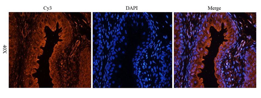 CD47 antibody