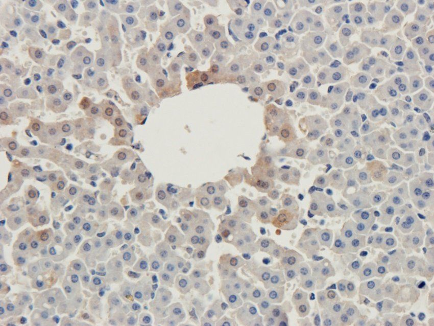 CD47 antibody