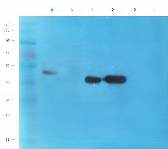 CD47 antibody