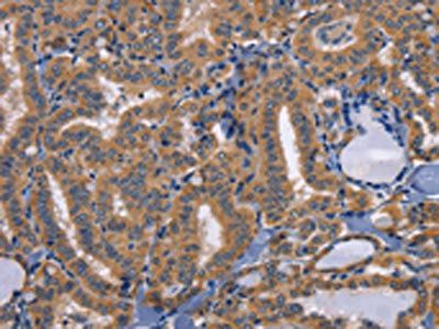 CD47 Antibody