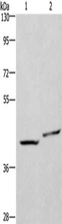 CD47 antibody