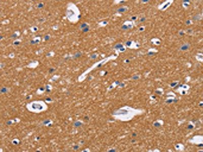 CD47 Antibody
