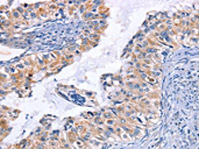 CD48 Antibody