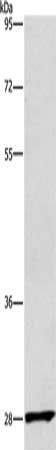 CD48 Antibody