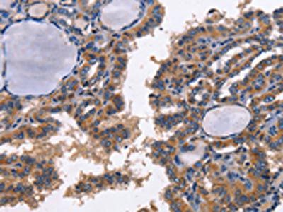 CD48 Antibody