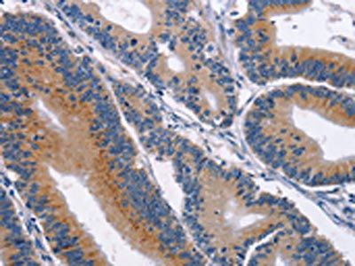 CD48 Antibody
