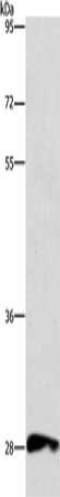 CD48 Antibody