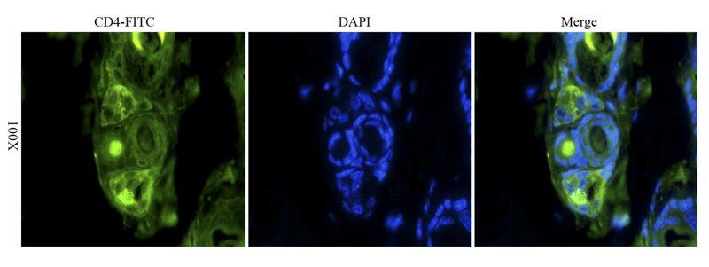 CD4 antibody (FITC)