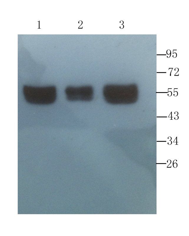 CD4 antibody