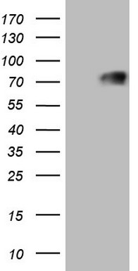 CD5 Antibody