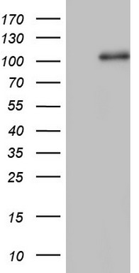 CD5 Antibody