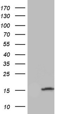 CD5 Antibody