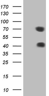 CD5 Antibody
