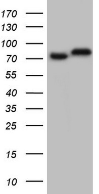 CD5 Antibody