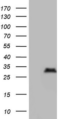 CD5 Antibody