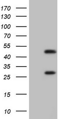 CD5 Antibody