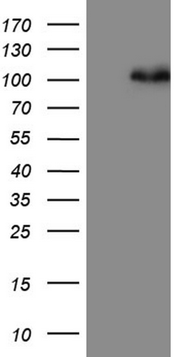 CD5 Antibody