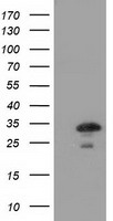 CD5 Antibody
