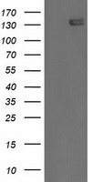 CD5 Antibody