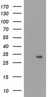 CD5 Antibody