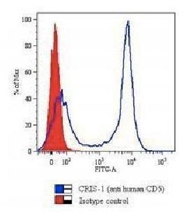 CD5 Antibody