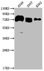 CD55 antibody